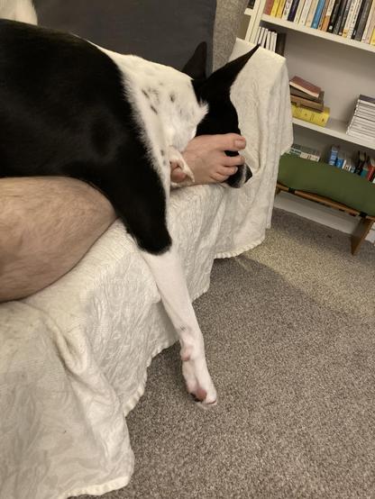 Rufus the black and white cattle dog mix is laying on my legs on the couch, with his head smooshed against my right foot and his right front leg draped over the edge of the couch.