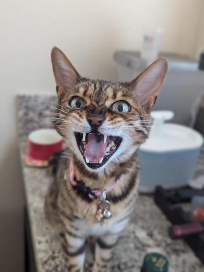 angry Bengal cat hissing at the camera
