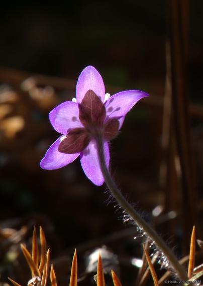 Varjoisalla metsänpohjalla kasvava sinivuokko, johon osuu keväinen kirkas aurinko. Kuvattu takapuolelta niin, että läpikuultavat violettiin vivahtavat terälehdet kimmeltävät valossa ja heteen näkyvät varjoina. Kukan juurella olevan kuivuneen katajanoksan neulasten kärjet muodostavat harvan piikkimaton kuvan alareunaan.