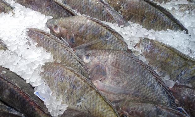 Tilapia, en una imagen de archivo. (Getty Images/iStockphoto)