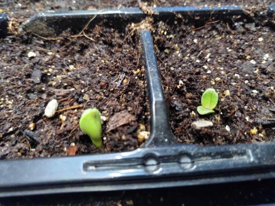 Close up image of two very small globe artichoke seedlings just emerging from soil in a seed tray of compost. Each seedling with two leaves which are bright green about 4 mm long and 3 mm wide.