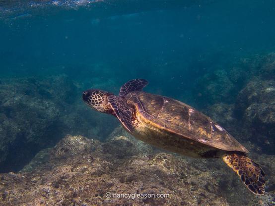 A Green Sea Turtle is floating in shallow water facing to the left over a rocky reef. The background is blue water and reef rocks.