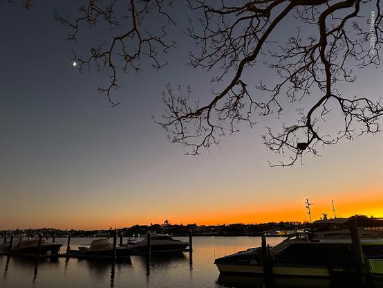Brisbane river at dawn. In the foreground are moored boats and a ferry, while behind a distant river-bank silhouette is backlit by a thin strip of growing orange below a still slate-blue sky. Framing the image are the silhouetted bare branches of a jacaranda tree, a crescent moon caught in the tip of one branch
