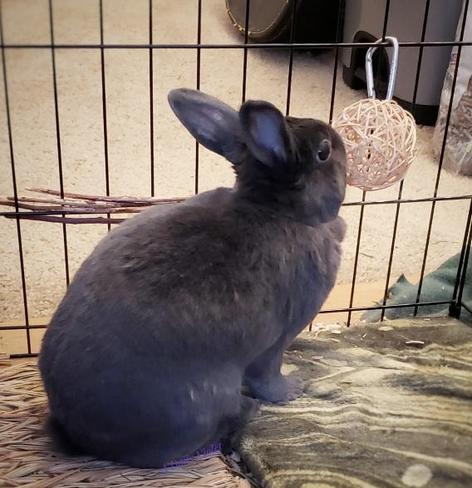 Small grey rabbit investigating a willow ball suspended from the side of her enclosure.