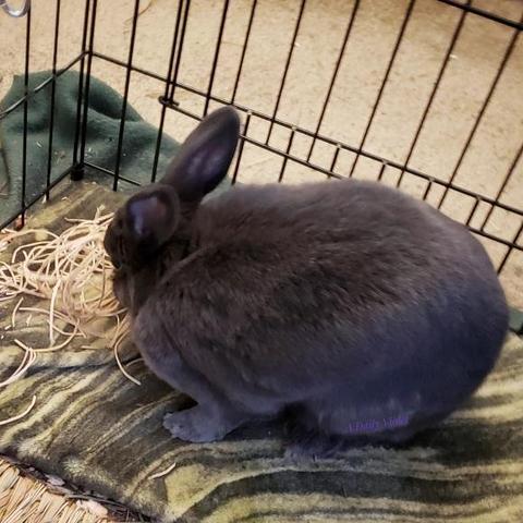 Small grey rabbit gleefully nibbling the scattered pieces of the willow ball from a pile on the floor.