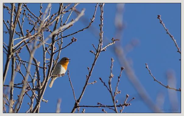 Ein kleiner Vogel mit orangefarbenem Bauch hockt zwischen kahlen Ästen vor einem klaren blauen Himmel und singt.

A small bird with an orange belly perched among bare branches against a clear blue sky, singing.