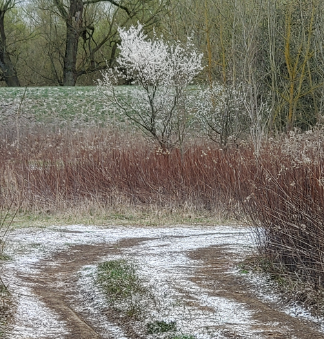 kwitnące białe drzewo, na ziemi śnieg