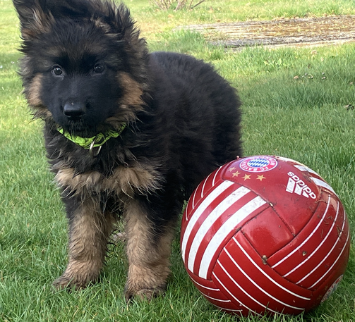 Hundewelpe mit Fussball