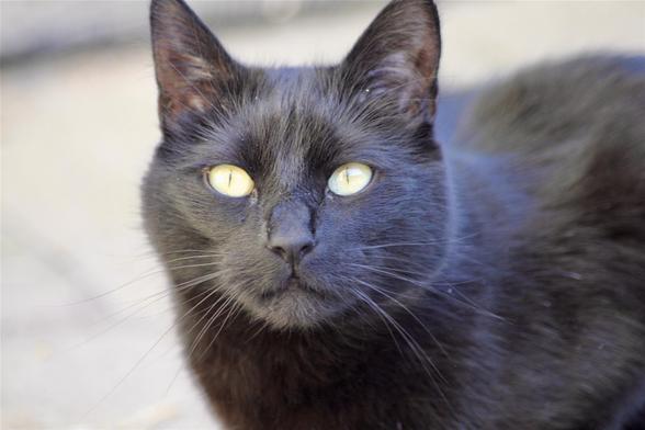 My all black cat Tibbles in a close up shot made with a zoom lens.