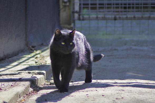 My all black cat Tibbles exploring the garden.
