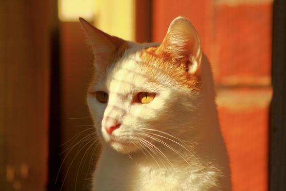 My white and red cat Neelix in a close up shot made with a zoom lens.