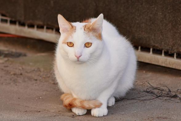 My white and red cat Neelix in a close up shot made with a zoom lens.