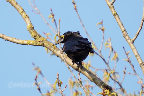 Ein schwarzer Vogel mit beeindruckend langem Schnabel sitzt auf einem kahlen Zweig.