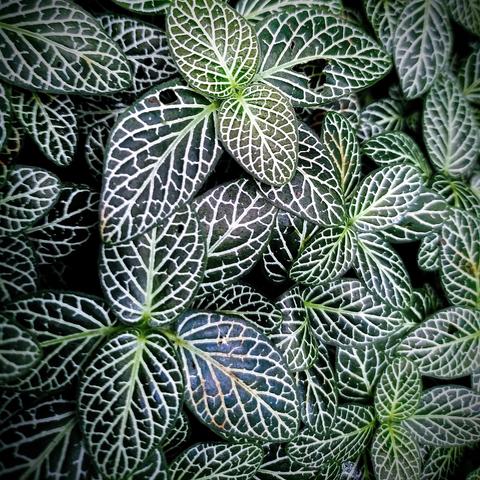 A close-up view of numerous leaves (Fittonia albivenis), filling the entire frame. The leaves are arranged in a way that creates a dense pattern, with no visible space between them. The perspective is directly overhead, looking down on the leaves.