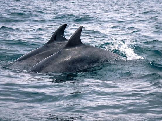 2 grands dauphins nagent côte à côte dans la mer