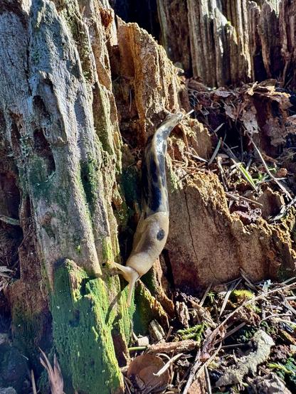 A mondo banana slug cruises across a rotted doug fir stump