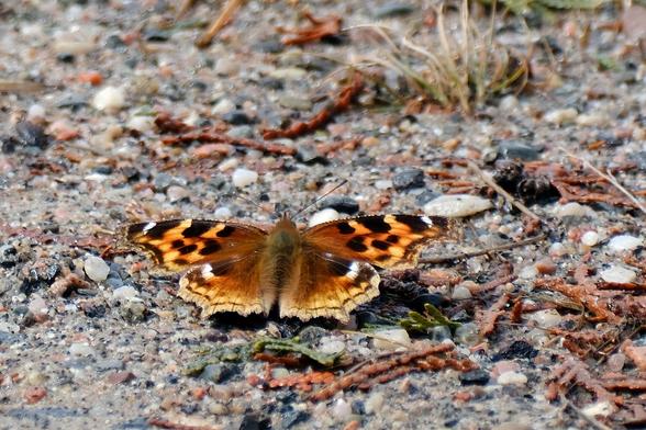 An orange butterfly with black and white markings resting on a gravel road.