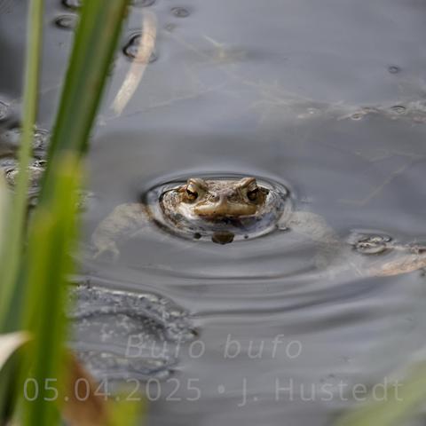 Durch eine spiegelnde Oberfläche eines Stillgewässers schaut eine Erdkröte den Fotografen an. Beide Augen, Schnauzenspitze mit Nase und die Stirn sind über Wasser, die ausgebreiteten Arme der Kröte sind unter Wasser zu erkennen; im Vordergrund unscharf aufrechte, grüne Blätter des Rohkolbens; weitere Pflanzenteile sind unter der Wasseroberfläche zu sehen