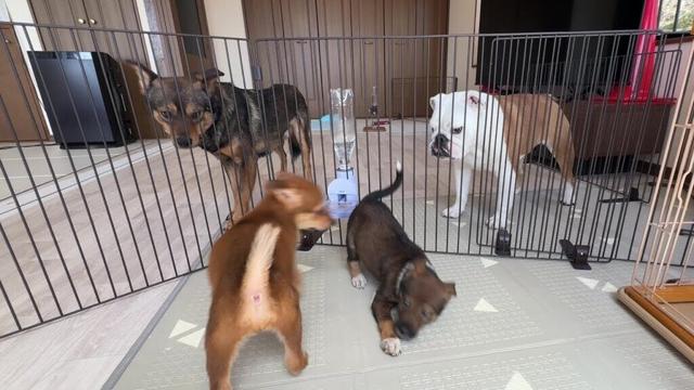 ゲージ越しに子犬達を見守る母親まるこ＆父親ケンタ…実は子犬の異変に気が付いていたようです…