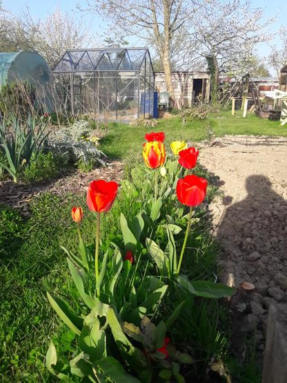 Une photo d'un jardin. Au premier plan, des tulipes rouges et jaunes en fleur. Au loin on aperçoit des serres, des arbres et des cabanes