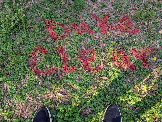 The words on the grass in red look to be "Duke Clear"