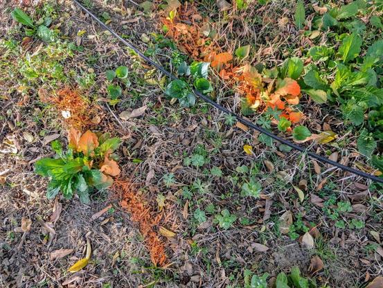 The cable entering the property with orange guidelines.
