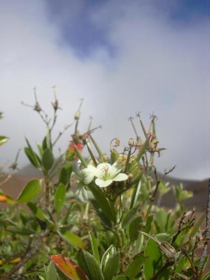 A picture of Geranium multiflorum