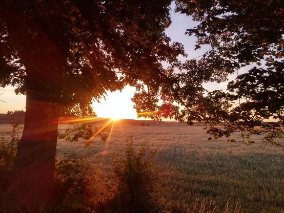 The sun emerging from behind the horizon, a photograph taken from under a tree whose branches and leaves envelop the viewer, with a green field visible in the background. The whole is covered with flares from the sun's rays, which give a slightly red glow.