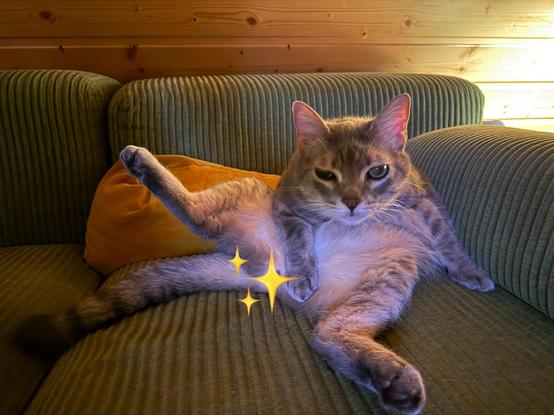 CAT on a couch, staring into the camera, looking a bit it like was interrupted doing something