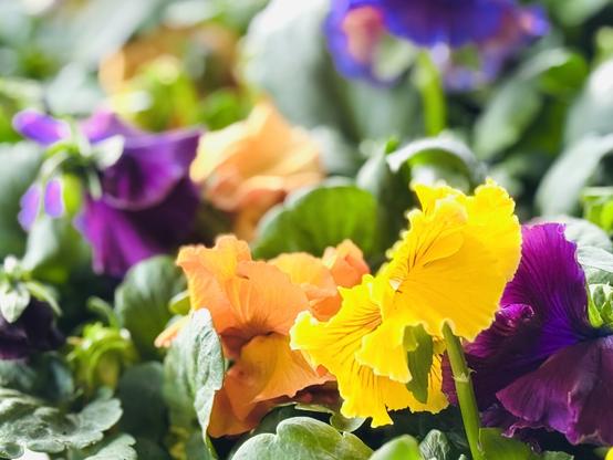 Many bright yellow, orange, purple, and blue-colored flowers grow in and out of focus amongst their respective green-stemmed plants.