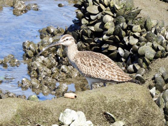 A bird stands on a rock at the water's edge, surrounded by a serene natural landscape.