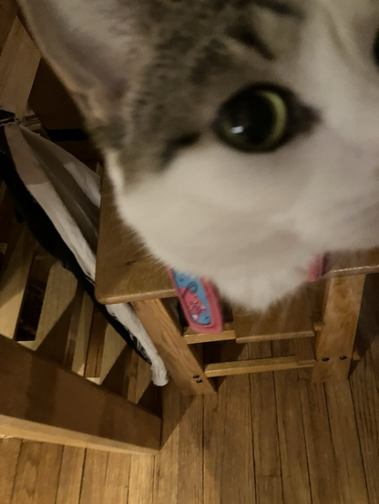 Close up pic of my cat Miju.