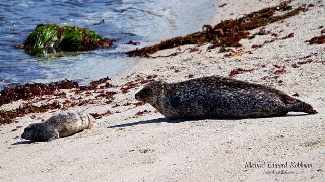 California Harbor Seal Mother with Pup. Pup was born April 5th 2025, at  approximately 8am Pacific Time near the Hopkins Beach Rookery in Pacific Grove, California.