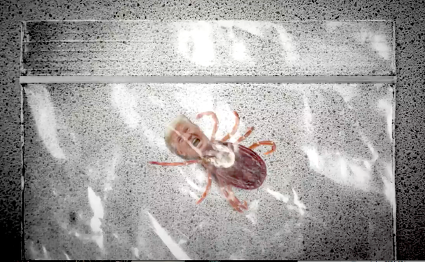 Trump Tick in a bag