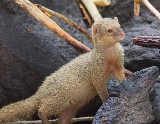 West Indian Mongoose - St Kitts - Nevis.jpg