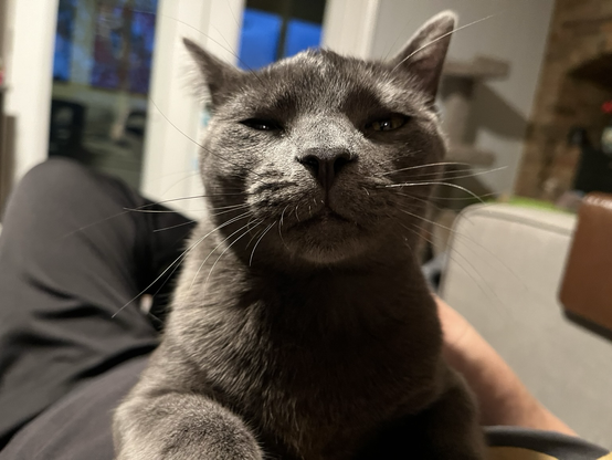 A small gray cat whose face fills the screen squinting his eyes while getting his back scratched.