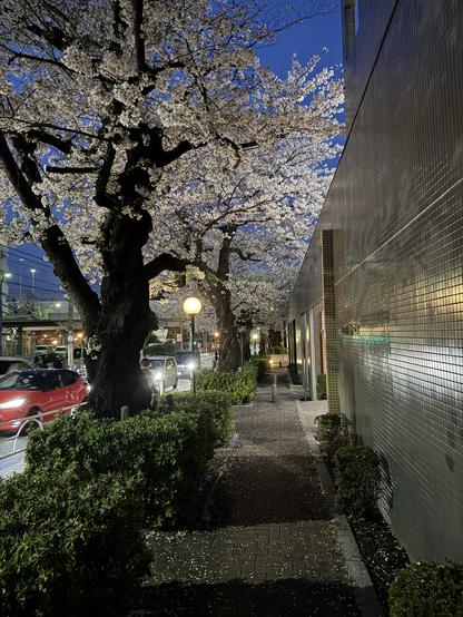 Urban cherry blossoms on an evening in suburban Tokyo, Japan.