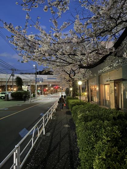 Urban cherry blossoms on an evening in suburban Tokyo, Japan.