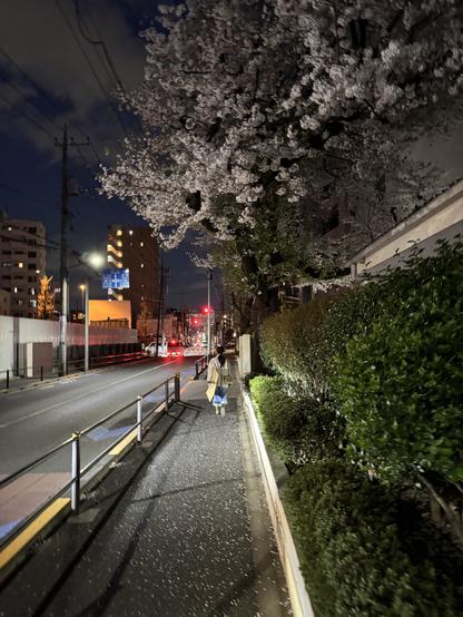 Urban cherry blossoms on an evening in suburban Tokyo, Japan.