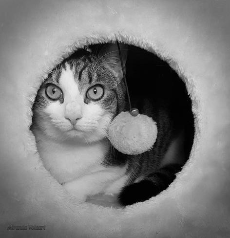 Saartje,  white and with stripes, laying in a white box with a round hole where she's looking out. The image is in black and white.