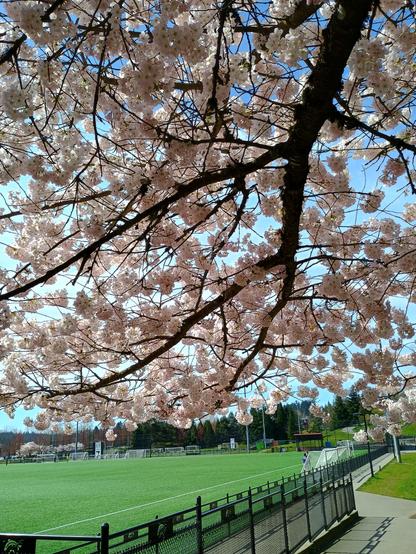 A flowering cherry tree branch hangs over a soccer field