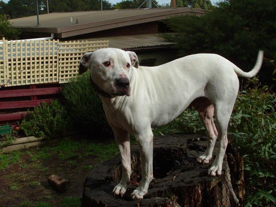 White dog standing on a backyard tree stump and looking quite chipper.