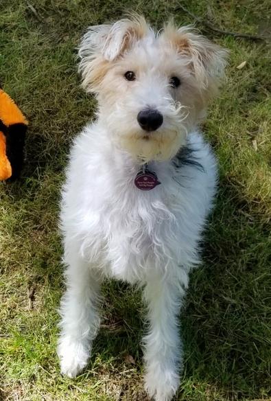 A medium-sized dog with a predominantly white, wiry coat sits attentively on a patch of green grass. The dog has a square-shaped head with a black nose and dark, expressive eyes. Its ears are folded forward and have patches of tan or light brown fur. Similar tan markings are visible around its eyes and on its cheeks, creating a distinct facial pattern. The dog wears a dark-colored collar with a tag. Its legs are straight and sturdy, and its tail is not visible in this frame. To the left of the dog, a small portion of an orange and black object is visible, resting on the grass. The background consists of more green grass with some areas of shadow. The overall impression is of a well-groomed and alert terrier-type dog.