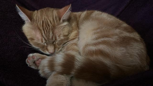 Washy sleeping on the couch