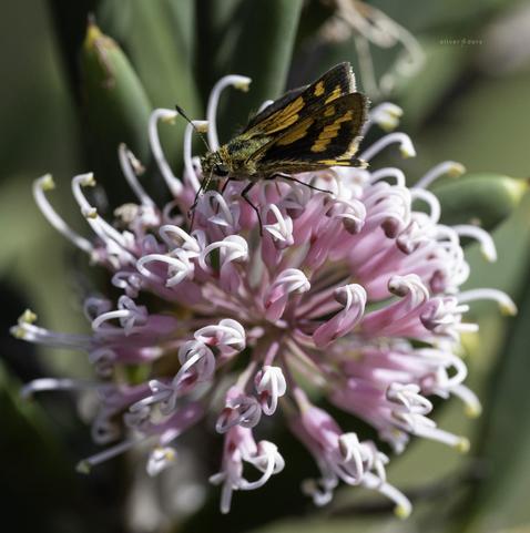 Hakea clavata with common dart / narrow-band grass-dart (Ocybadistes flavovittatus) - autumn 2025.
