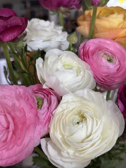 Pink, white, and orange ranunculus flowers