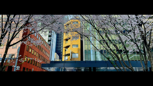 Cherry blossom and urban details in Toranomon, Tokyo, yesterday. Various buildings, of various colours and materials, form a background to some cherry blossom trees outside the entrance to an apartment block in Toranomon. Shot with the 65x24 app from Heliographe.