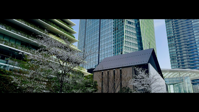 An apartment block, church and highrises in Toranomon, Tokyo, yesterday. Greenery adorns the lower few floors of the large apartment block at left. And cherry trees are blossoming in front. Shot with the 65x24 app from Heliographe.