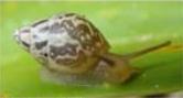 A picture of Samoana diaphana