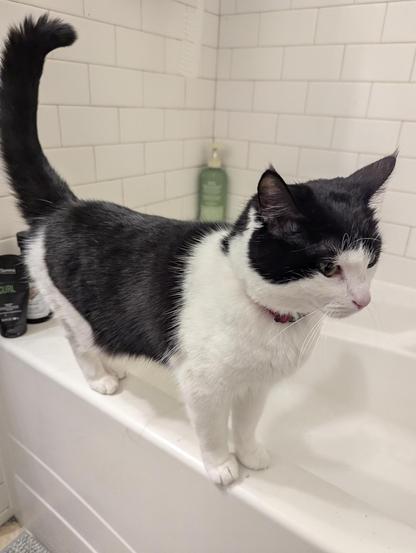 Penny, a black-and-white cat, standing on the edge of a tub. Her ears are perked up and her tail is arched.